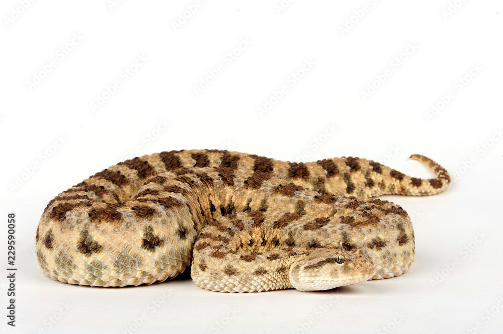 Obraz premium Wüsten-Hornviper (Cerastes cerastes) - horned desert viper