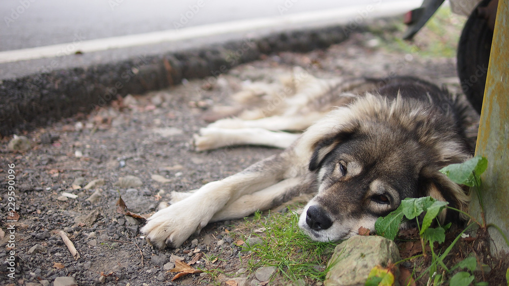 Fototapeta premium Sleeping dog during winter