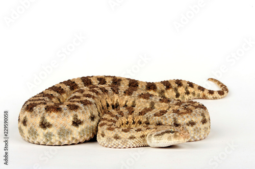 Wüsten-Hornviper (Cerastes cerastes) - horned desert viper photo