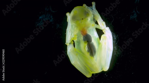 A Glass Frog (Hyalinobatrachium sp.) These small frogs are transparent and the internal organs, beating heart, liver and intestines are visible. From cloudforest in western Ecuador. photo