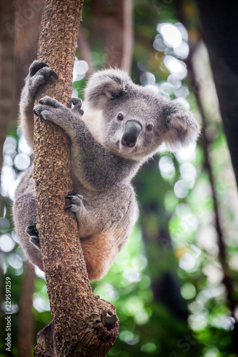 Baby koala bear.	 photo