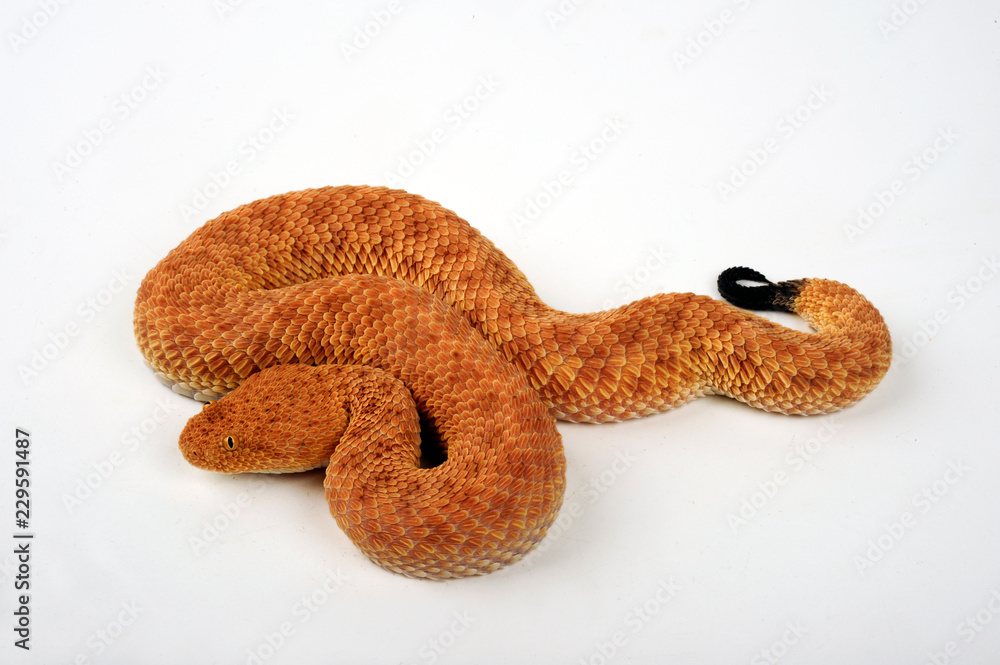 Naklejka premium Avicennaviper (Cerastes vipera) - Avicenna viper