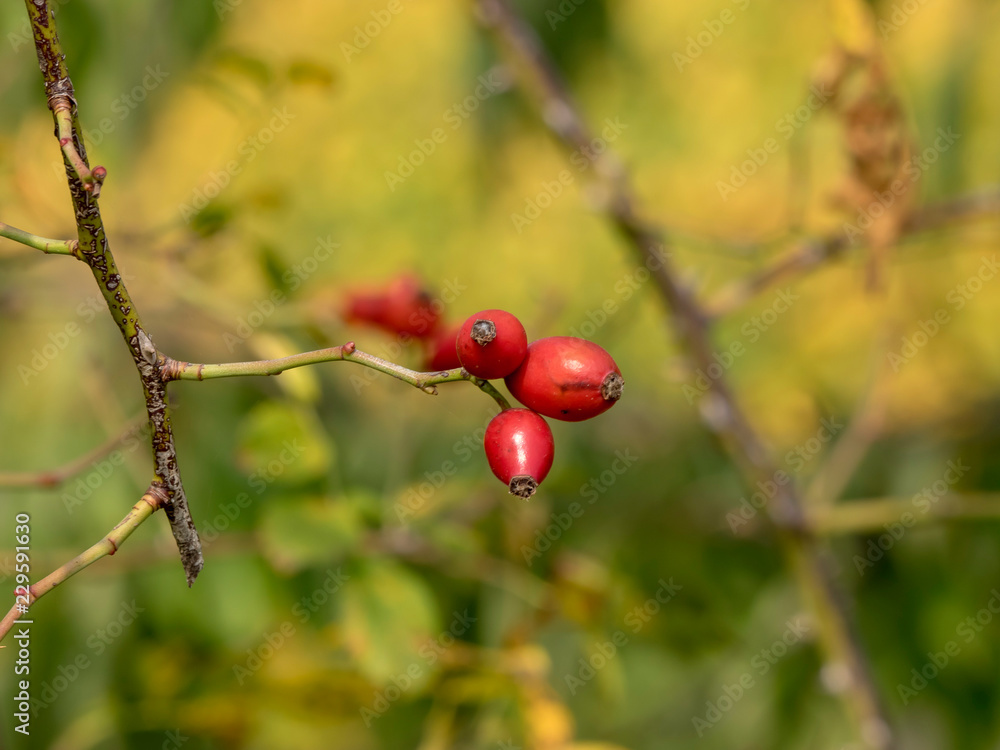 Gros plan sur les églantines ou cynorhodons du rosier sauvage (Rosa canina) Gros plan sur les églantines ou cynorhodons du rosier sauvage (Rosa canina)
