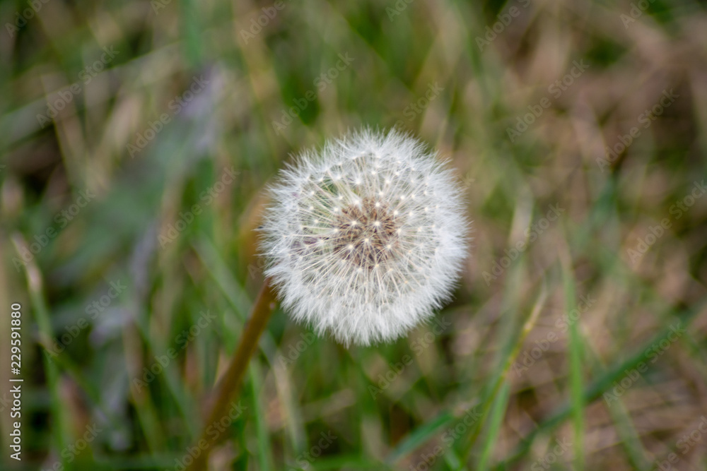 Löwenzahn Pusteblume mit Wiese im Hintergrund Löwenzahn Pusteblume mit Wiese im Hintergrund