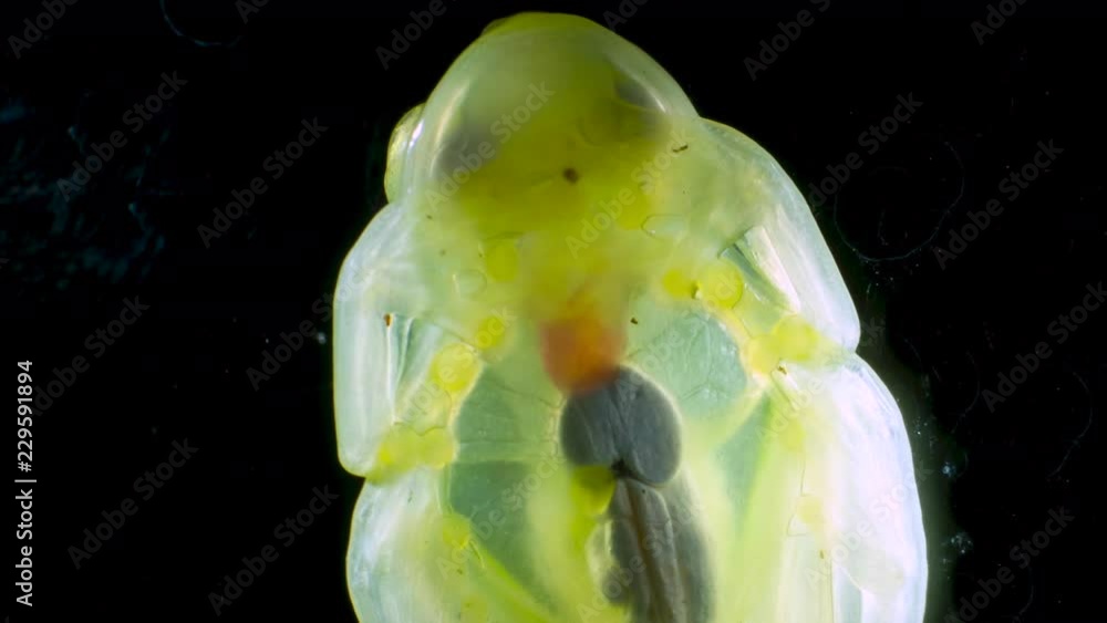 A Glass Frog (Hyalinobatrachium sp.) These small frogs are transparent
