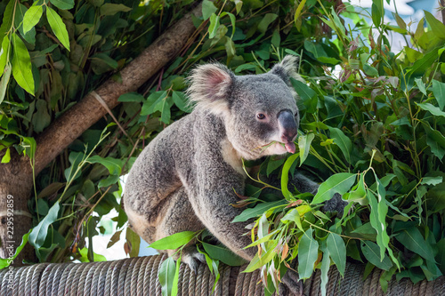 Fototapeta Naklejka Na Ścianę i Meble -  Koala bear cute.	