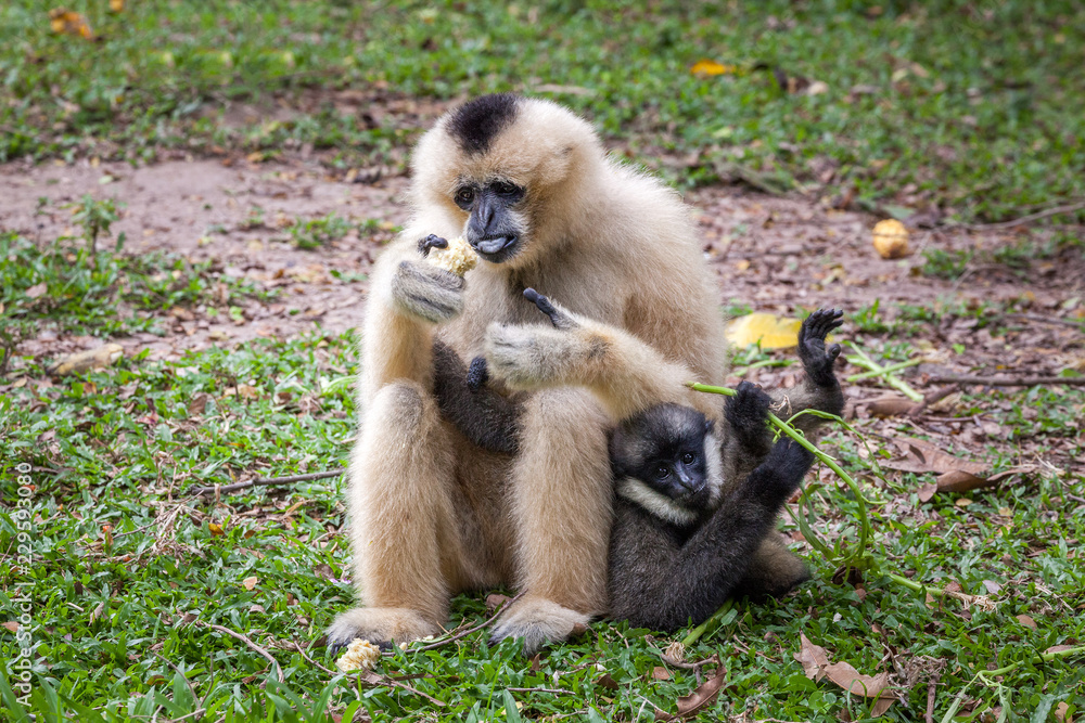 White Cheeked Gibbon or Lar Gibbon. White Cheeked Gibbon or Lar Gibbon.