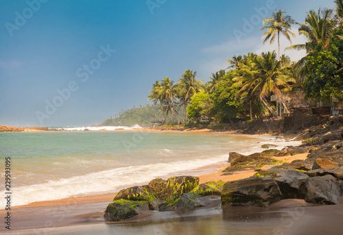 Fototapeta Naklejka Na Ścianę i Meble -  Paradise Mirissa beach in Sri Lanka. Yellow sand and palm trees with blue sky.