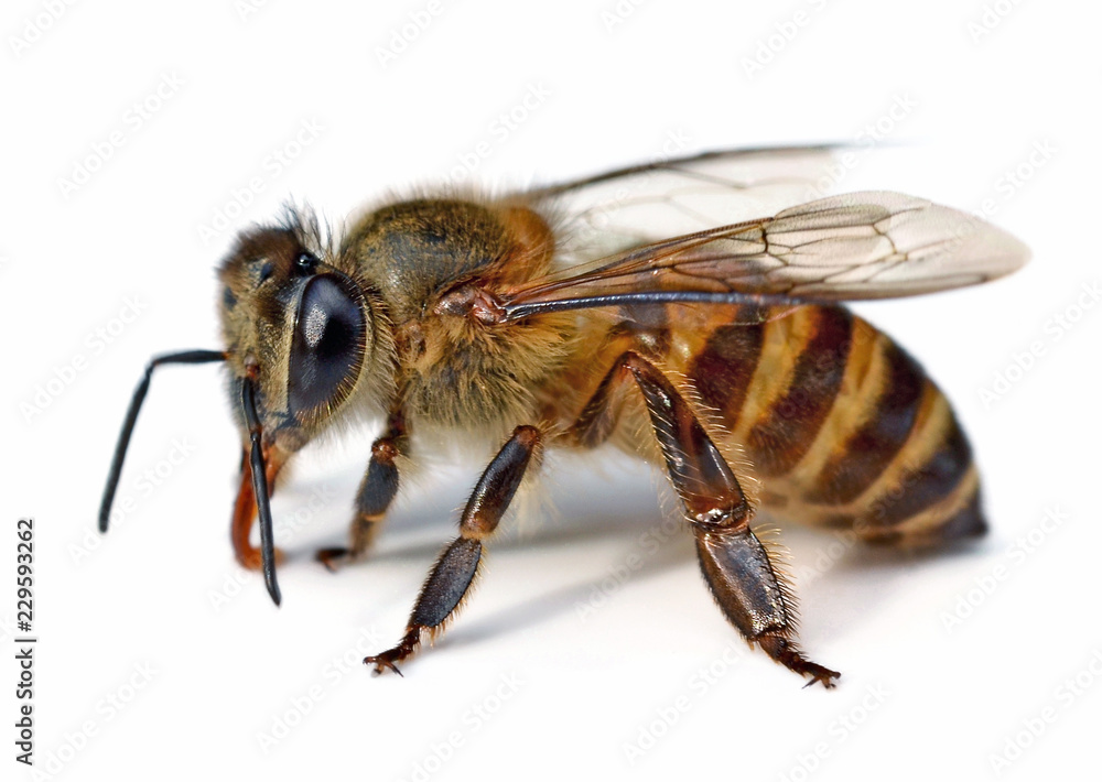 bee isolated on white background bee isolated on white background