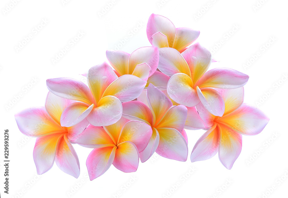 Frangipani flower isolated on white background Frangipani flower isolated on white background