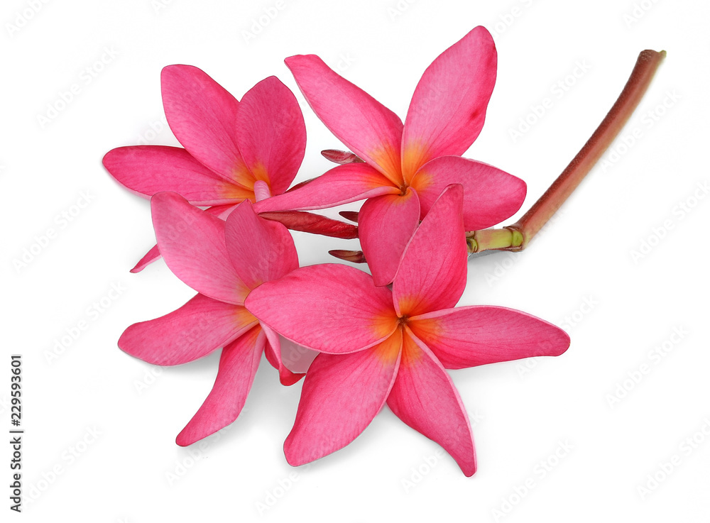 frangipani (plumeria) flowers on white background frangipani (plumeria) flowers on white background