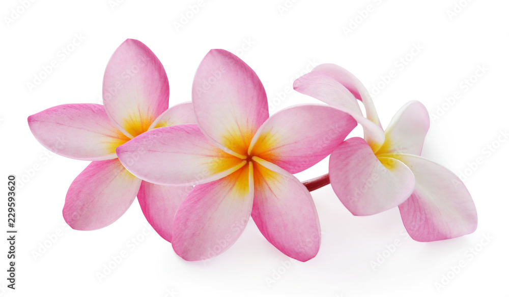 Obraz premium frangipani (plumeria) flowers on white background