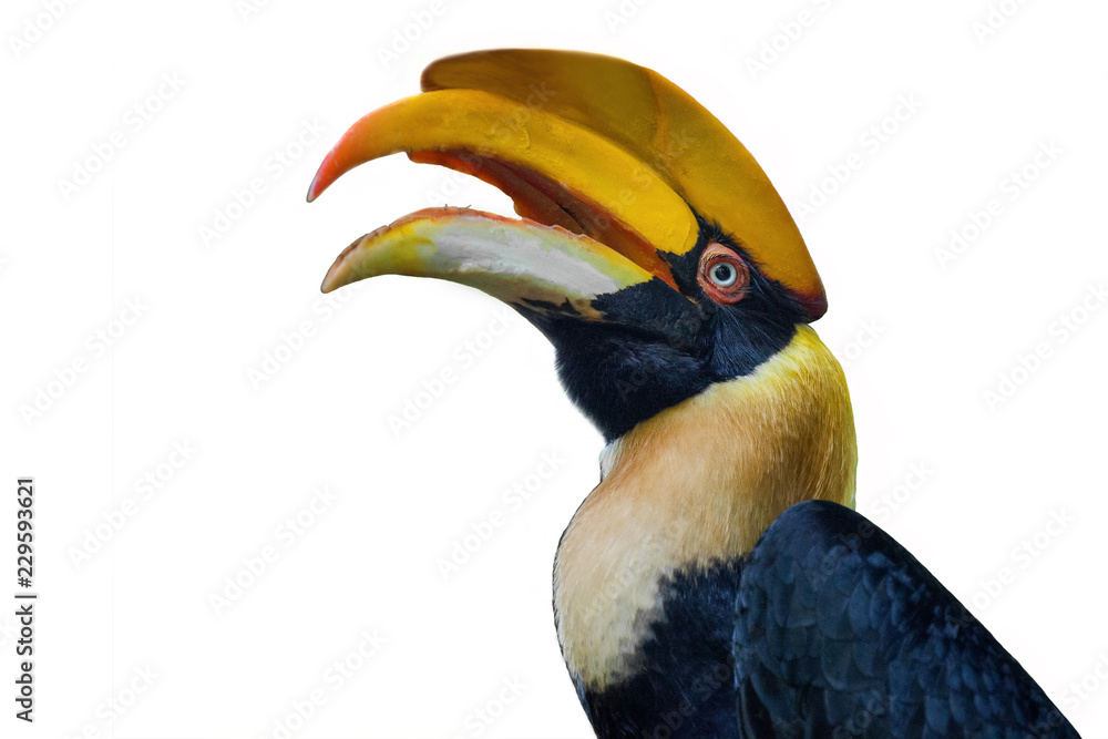 Fototapeta premium Hornbill on white baclground. 