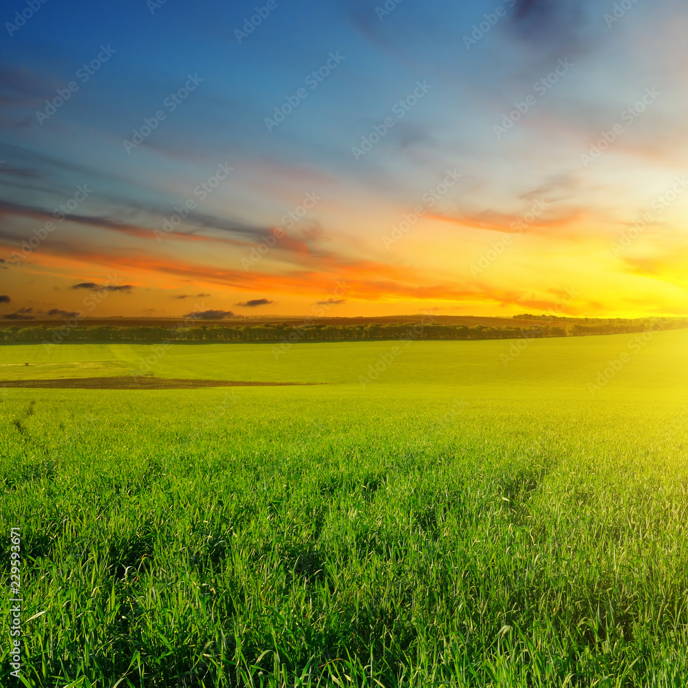 Green field and blue sky with light clouds. Above the horizon is a bright sunrise.