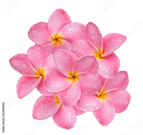 frangipani flower with drops of water isolated on white background.