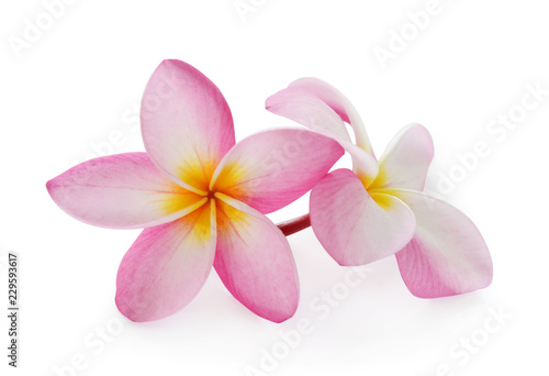 Tropical flowers frangipani  plumeria  isolated on white background