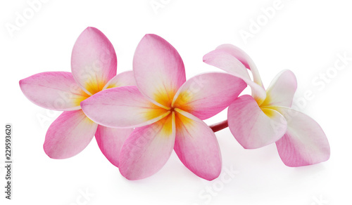 frangipani  plumeria  flowers on white background