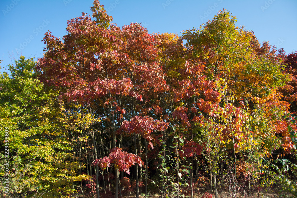 Naklejka premium Autumn forest with colorful red oak trees