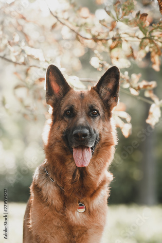 Portrait of the german shepherd dog © anya_titanya