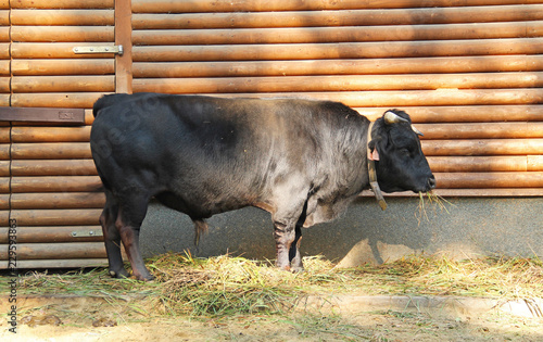 dark brown domesticated cow standing in front of the cow-house