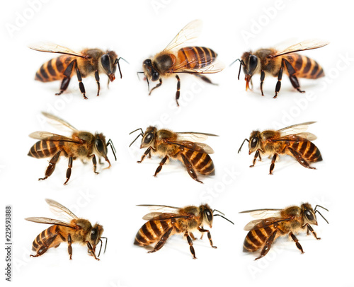 set of bee isolated on white background