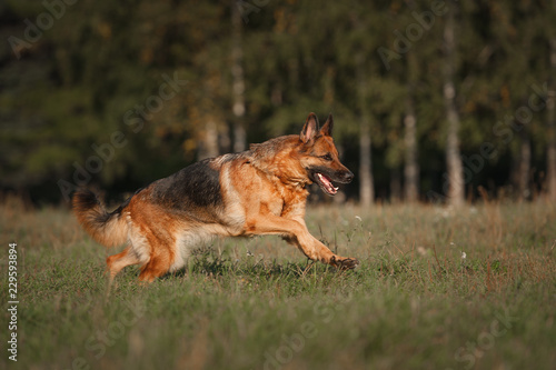 Fototapeta Naklejka Na Ścianę i Meble -  Running german shepherd dog