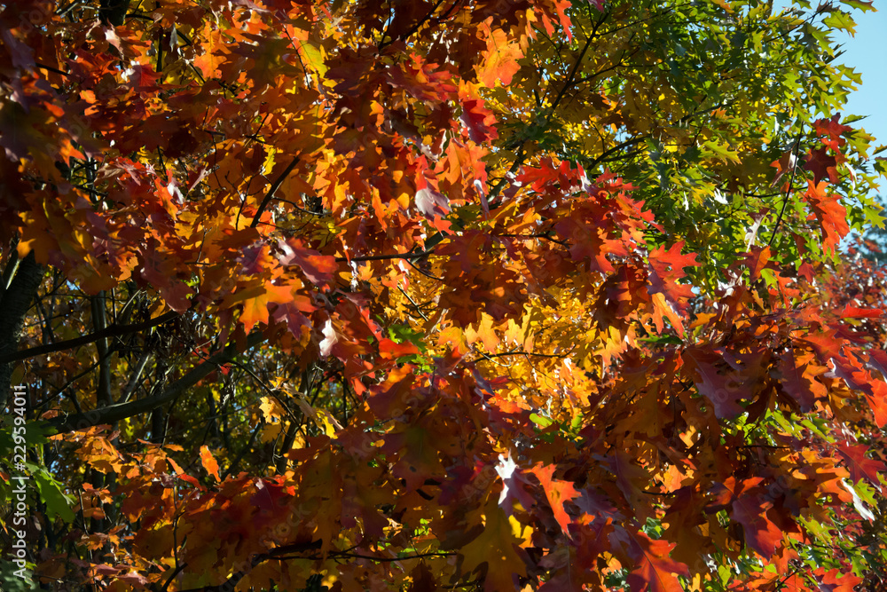 Closeup of red oak branches with brown, red, orange and green leaves