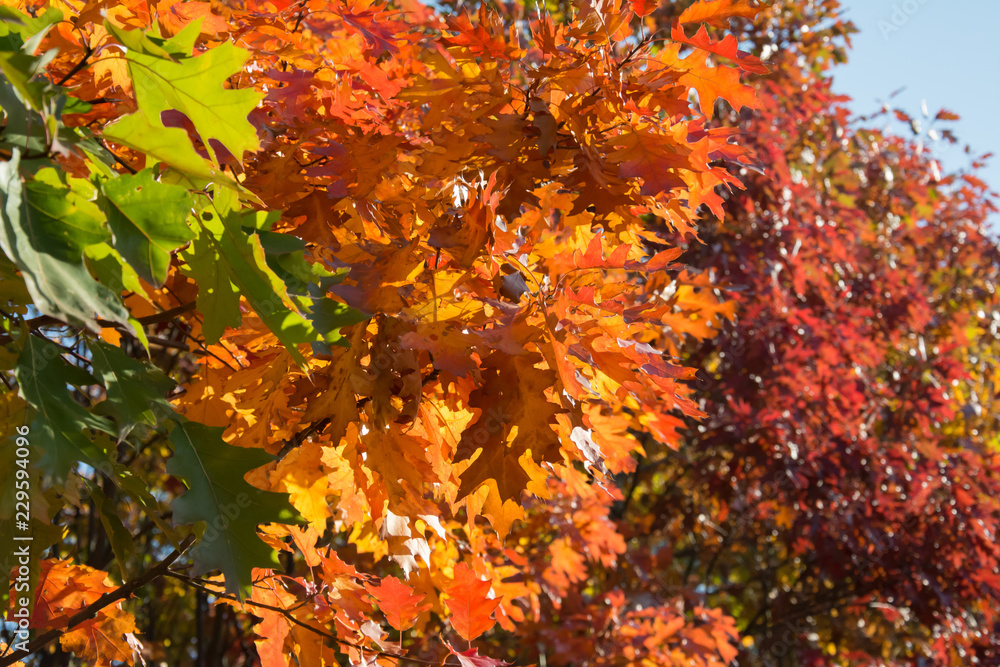 Closeup of red oak branches with brown, red and orange leaves - green leaves in the foreground Closeup of red oak branches with brown, red and orange leaves - green leaves in the foreground