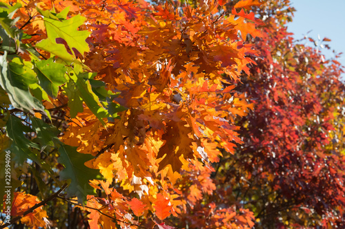 Closeup of red oak branches with brown, red and orange leaves - green leaves in the foreground © dorotaemiliac