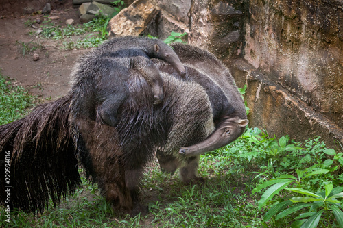 Anteater Family.