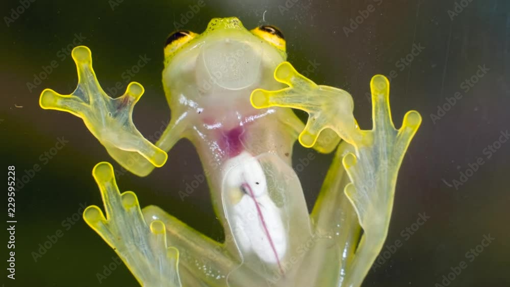 A Glass Frog (Hyalinobatrachium sp.) These small frogs are transparent