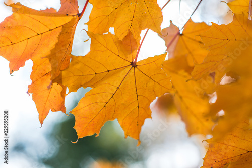 orange maple leaves on light blue background