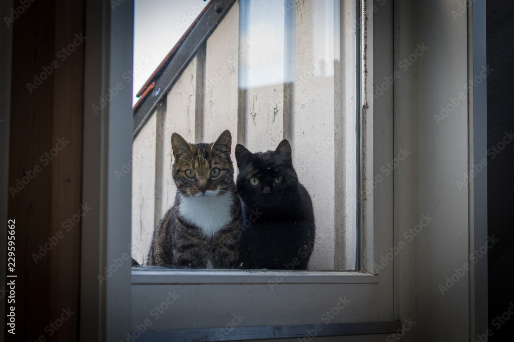 zwei katzen vor glastür blicken hinein
