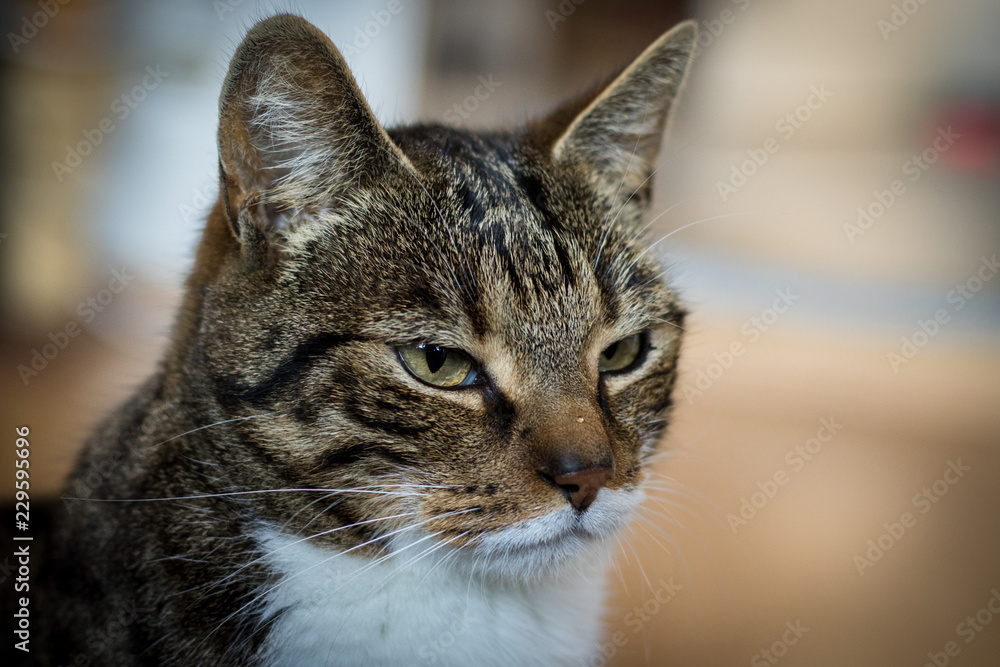 Portrait einer gelangweilten Katze