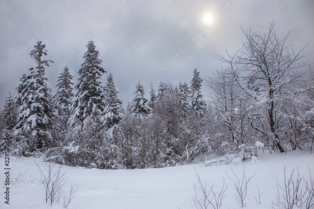 The fairy-tale coniferous forest of the Carpathians is covered with a thick layer of snow. the sun breaks through the thick snow clouds on a snowy forest. Trees are covered with a thick snow layer. The fairy-tale coniferous forest of the Carpathians is covered with a thick layer of snow. the sun breaks through the thick snow clouds on a snowy forest. Trees are covered with a thick snow layer.