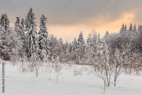 the winter coniferous forest of the Carpathians is covered with a thick layer of snow. winter landscape. Coniferous forest covered with snow with red sky at sunset