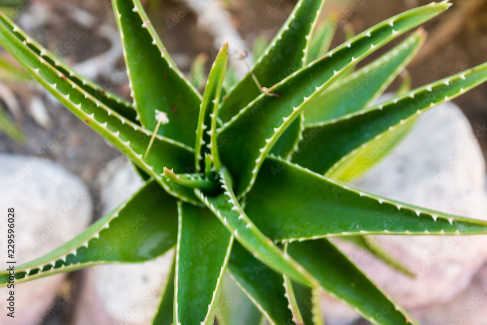 Aloe vera plants, tropical green plants tolerate hot weather. Aloe vera plants, tropical green plants tolerate hot weather.