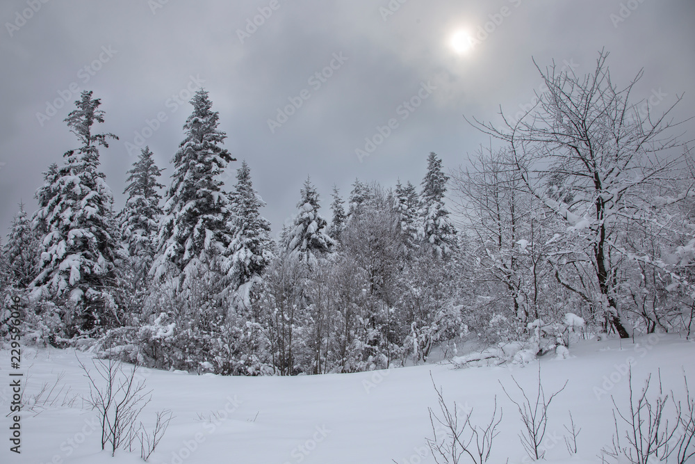 The fairy-tale coniferous forest of the Carpathians is covered with a thick layer of snow. the sun breaks through the thick snow clouds on a snowy forest. Trees are covered with a thick snow layer. The fairy-tale coniferous forest of the Carpathians is covered with a thick layer of snow. the sun breaks through the thick snow clouds on a snowy forest. Trees are covered with a thick snow layer.