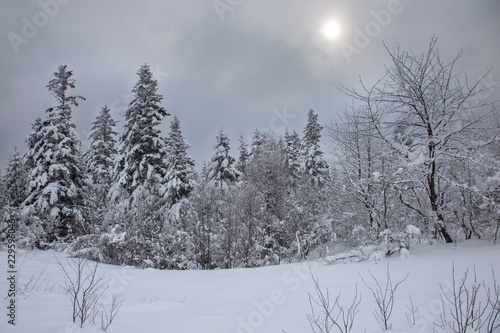 The fairy-tale coniferous forest of the Carpathians is covered with a thick layer of snow. the sun breaks through the thick snow clouds on a snowy forest. Trees are covered with a thick snow layer.