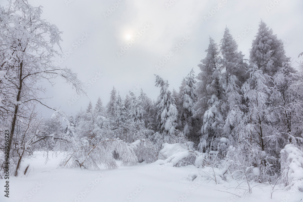 The fairy-tale coniferous forest of the Carpathians is covered with a thick layer of snow. the sun breaks through the thick snow clouds on a snowy forest. Trees are covered with a thick snow layer.