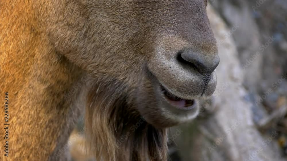 West Caucasian tur (Capra caucasica) ruminating West Caucasian tur (Capra caucasica) ruminating