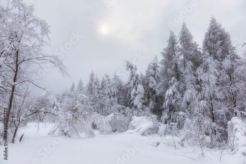 The fairy-tale coniferous forest of the Carpathians is covered with a thick layer of snow. the sun breaks through the thick snow clouds on a snowy forest. Trees are covered with a thick snow layer. © ihorhvozdetskiy