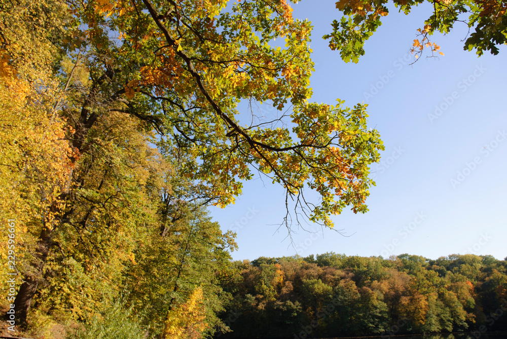Colorful leaves in the autumn in the park Colorful leaves in the autumn in the park