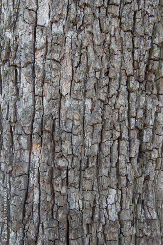 natural backgrounds, bark texture of the old pear. Texture of the bark pear.