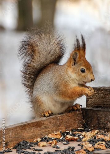 Red-haired wild squirrel in a natural habitat of the forest
