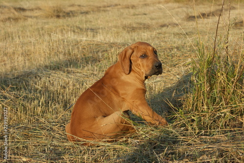 Wallpaper Mural Dog breed Phil Brazilie on a walk on a summer day Torontodigital.ca