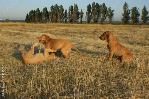 Wallpaper Mural Dog breed Phil Brazilie on a walk on a summer day Torontodigital.ca