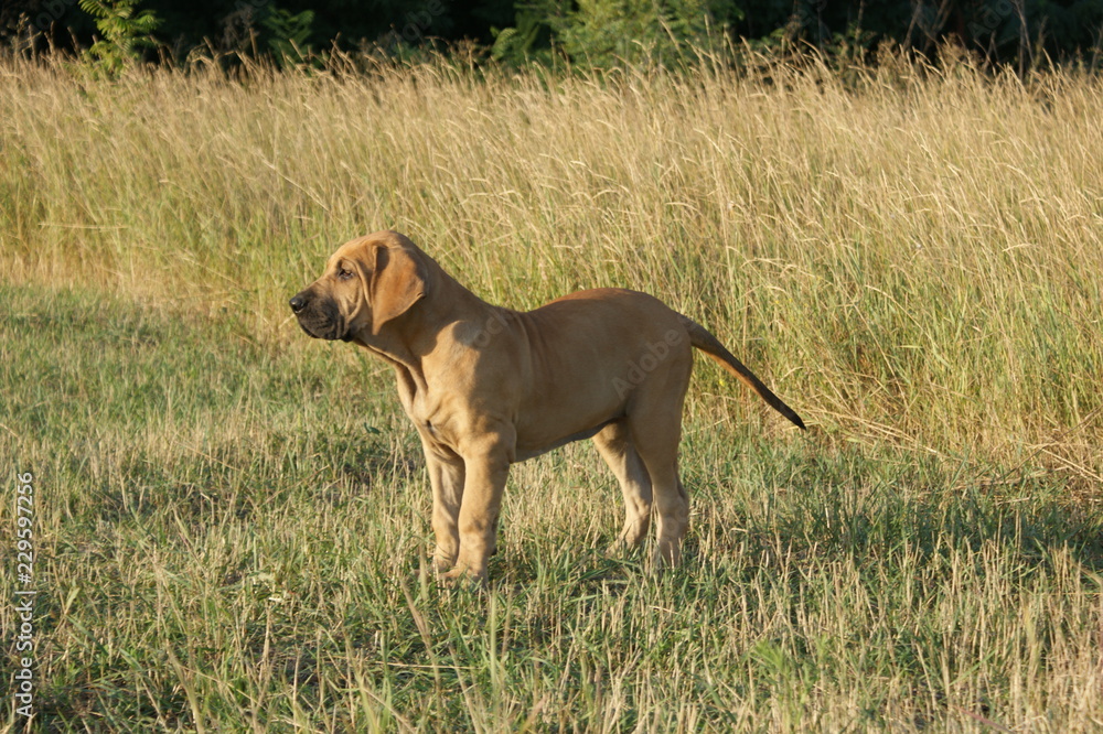 Dog breed Phil Brazilie on a walk on a summer day