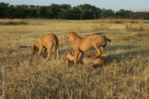 Wallpaper Mural Dog breed Phil Brazilie on a walk on a summer day Torontodigital.ca