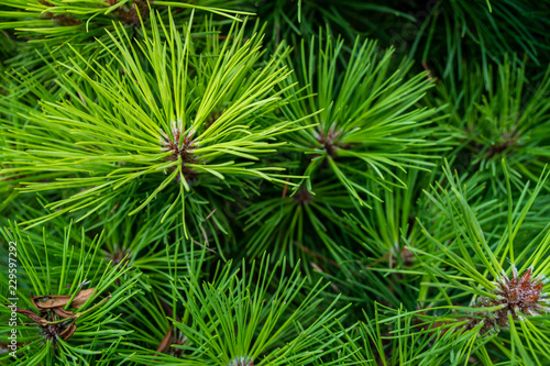 Pine tree 's branch - a close up photo